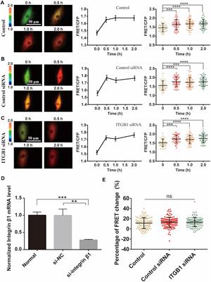 FRET Visualization of Cyclic Stretch-Activated ERK via Calcium Channels Mechanosensation While Not Integrin β1 in Airway Smooth Muscle Cells